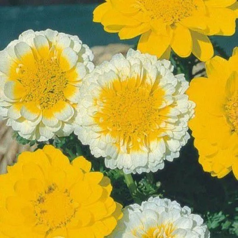 flor crisantemo dobrado sortido flor amarela